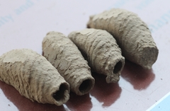 Sceliphron curvatum