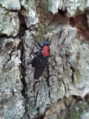 Clitellaria ephippium