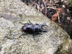 Serrognathus titanus