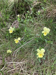 Viola lutea sudetica