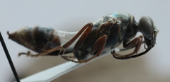 Sceliphron curvatum