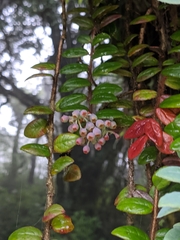 Vaccinium nummularia