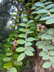 Vaccinium nummularia