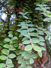 Vaccinium nummularia