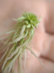 Sphagnum subnitens