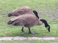 Branta canadensis