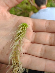 Sphagnum subnitens
