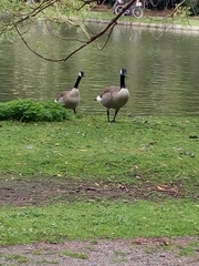 Branta canadensis