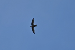 Chaetura pelagica