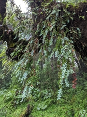 Vaccinium nummularia