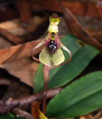 Chiloglottis seminuda