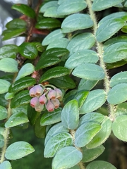 Vaccinium nummularia