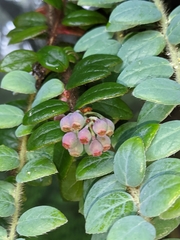 Vaccinium nummularia