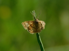 Emmiltis pygmaearia