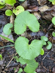 Petasites rubellus