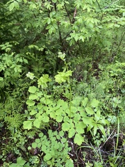 Thalictrum baicalense