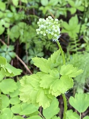 Thalictrum baicalense