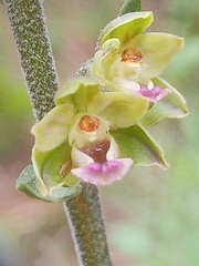 Epipactis kleinii