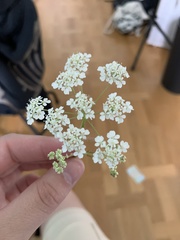 Anthriscus sylvestris
