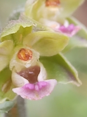 Epipactis kleinii