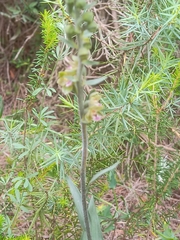 Epipactis kleinii