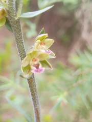 Epipactis kleinii