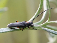 Phytoecia virgula