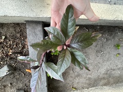 Pseuderanthemum carruthersii