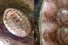 Lepidochitona cinerea