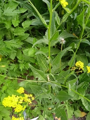 Bunias orientalis