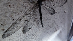 Distoleon tetragrammicus