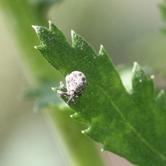 Microplontus millefolii