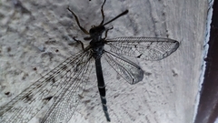 Distoleon tetragrammicus