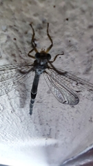 Distoleon tetragrammicus