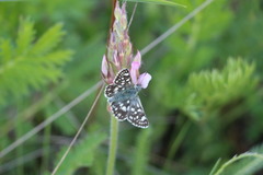 Muschampia cribrellum