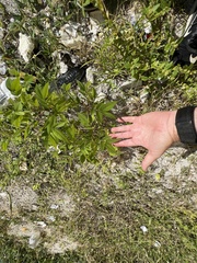 Magnoliopsida
