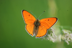 Lycaena dispar