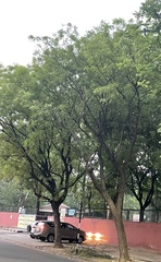 Azadirachta indica