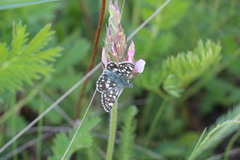 Muschampia cribrellum