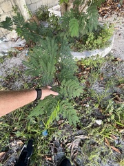 Delonix regia