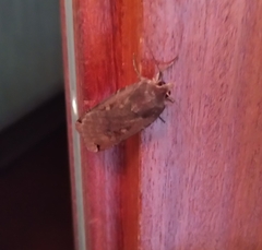 Noctua pronuba