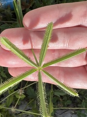 Dactyloctenium aegyptium