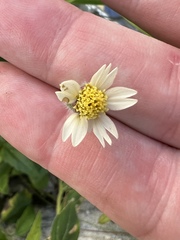 Tridax procumbens