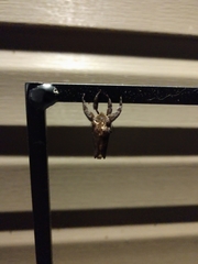 Zygaenoidea