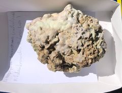 Lithophyllum incrustans