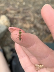 Tithrone roseipennis