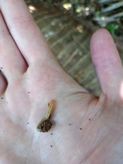 Geonemertes pelaensis