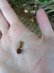 Geonemertes pelaensis