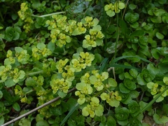 Chrysosplenium oppositifolium