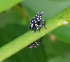 Lycorma delicatula